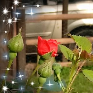 Meet your Posher, Jodye doey